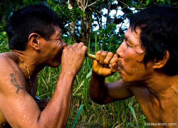 Pueblo de chamanes que rinden culto a la magia del bosque amazónico, los Matsés de Brasil y Perú se unen para defender su territorio.