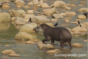 Tapir amazónico en el río Madidi. | Foto WCS.