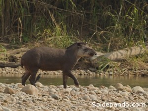 El tapir amazónico tiene un papel fundamental en la dispersión de semillas.  | Foto WCS.