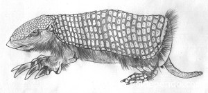 El Coseveru (Calyptophractus retusus) fue descubierto en 1859 por Herman Burmeister (naturalista de origen alemán), en la zona del Pari, Santa Cruz. | Ilustración: Victor Manuel Sossa