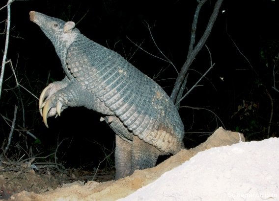 0219-standing-giant-armadillo-credit-kevin-schafer-pantanal-giant-armadillo-project-568