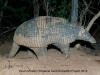 0219-giant-armadillo-credit-kevin-schafer-pantanal-giant-armadillo-project-568
