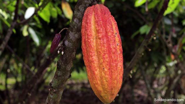 Cacao02