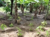 Cacao01