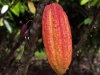 Cacao02
