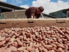 Cacao04
