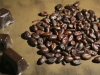 Cacao05