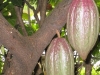 arbol-de-cacao