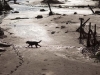 La localidad de Bento Rodrigues, en el municipio de Mariana, cerca a la ciudad de Belo Horizonte, capital del Estado de Minas Gerais, ha quedado completamente inundada por el barro tóxico de una mina de hierro cuyo embalse de desechos colapsó. | Foto AP