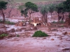 La localidad de Bento Rodrigues, en el municipio de Mariana, cerca a la ciudad de Belo Horizonte, capital del Estado de Minas Gerais, ha quedado completamente inundada por el barro tóxico de una mina de hierro cuyo embalse de desechos colapsó. | Foto EFE
