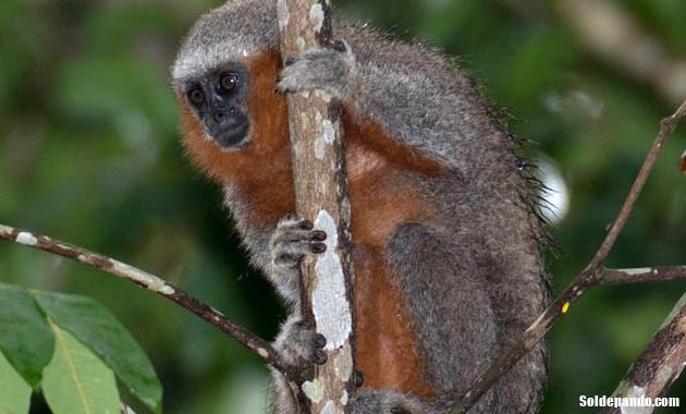 GALERÍA | Especies amazónicas en riesgo