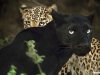 GALERÍA | La especie en evolución