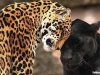 GALERÍA | La especie en evolución