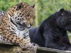 GALERÍA | La especie en evolución