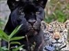 GALERÍA | La especie en evolución