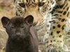 GALERÍA | La especie en evolución