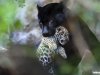 GALERÍA | La especie en evolución
