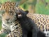 GALERÍA | La especie en evolución