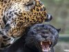 GALERÍA | La especie en evolución