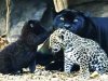 GALERÍA | La especie en evolución