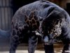 GALERÍA | La especie en evolución