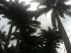 Neblina10