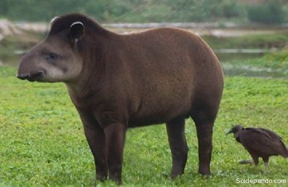 el-tapir