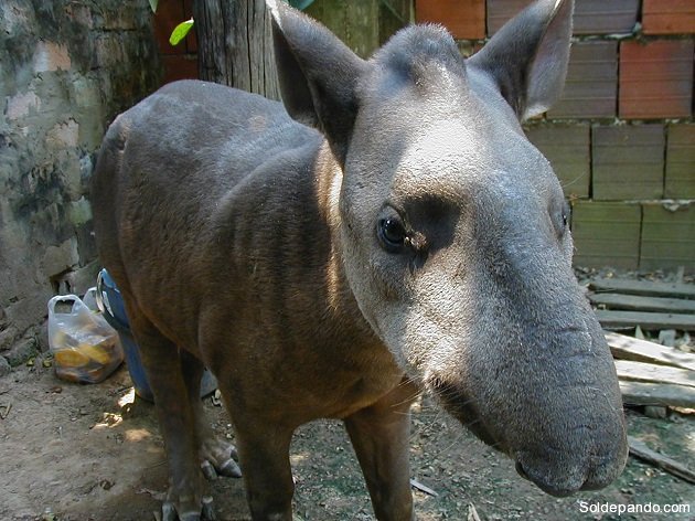 El Tapirus kabomani en Pando. | Foto: V.A. Vos