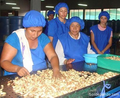 Trabajadoras fabriles de la castaña, en la Amazonia boliviana.