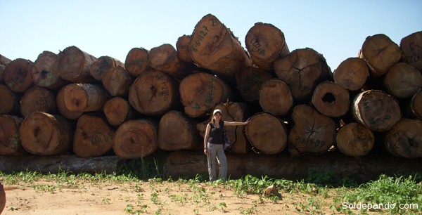 Vemos que 2.700 metros cúbicos de troncas de diversas especies como almendrillos, tajibos, cedros, robles, itaúbas, están prontos a convertirse en madera de primera calidad. 