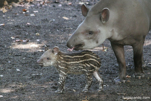 El ciclo reproductivo del tapir es uno de los más largos: la gestación dura 14 meses. 