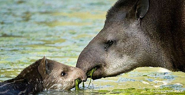 El tapir es el mayor mamífero terrestre salvaje de América del Sur. | Foto Para Patricia Medici. 