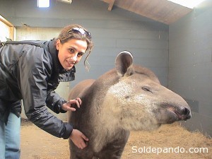 La bióloga brasileña Patricia Medici junto a un ejemplar de tapir. 