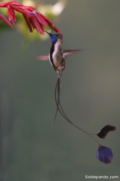 El colibrí cola de espátula es único entre las aves, pues tiene sólo cuatro plumas en la cola. Su característica más resaltante es la presencia en el macho de dos largas plumas exteriores en la cola con forma de raqueta que se cruzan mutuamente y terminan en una grandes discos azul-violáceos o 'espátulas', que puede moverlas independientemente.