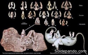 Los fósiles de Tiupampa, únicos en el mundo. 