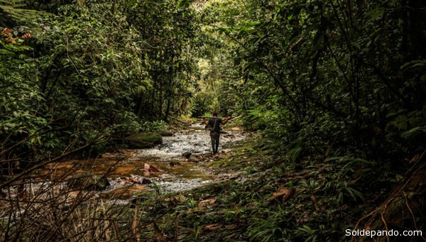 El bosque amazónico ocupa dos quintas partes del territorio sudamericano y alberga la mayor cantidad de especies forestales del mundo. | Foto Sérgio Vale, Agência Notícias do Acre