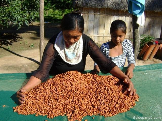 El cacao amazónico de Bolivia recibe el reconocimiento internacional por la pureza de su origen. 