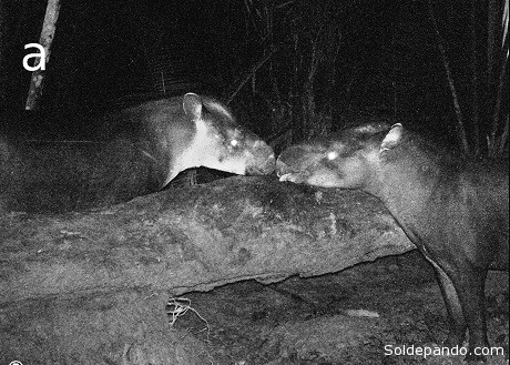 Vista lateral del Tapirus kabomani a la derecha un macho y a la izquierda una hembra. | Foto: http://www.asmjournals.org/doi/full/10.1644/12-MAMM-A-169.1