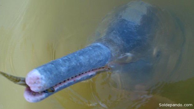 Los delfines "lnia aragualiaensis" recién descubiertos surgieron hace más de 2 millones de años, cuando el cauce del Araguaia se separó del Amazonas y quedaron aislados de su congéneres, entre ellos el delfín rosado del río Acre. | Foto Nicole Dutra