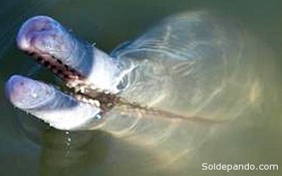 La escasa población del delfín descubierto y la construcciòn de represesa en el río que habita, lo condenan a una inminente extinción. | Foto Nicole Dutra, para Sol de Pando