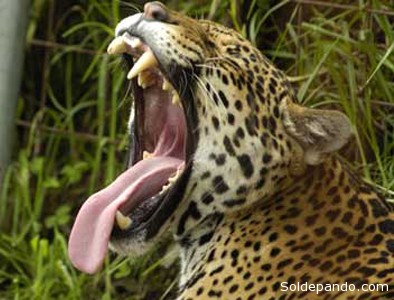 La desaparición del jaguar pone en riesgo a la selva.