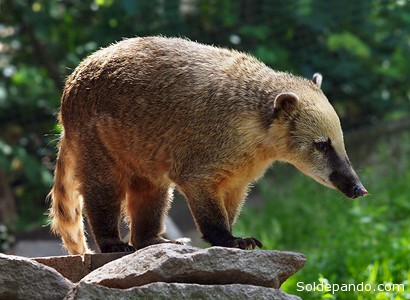 El coatí amazónico, conocido también "cuchucho" o "mishasho", del género de los nasúa, mide entre 89 y 113 centímetros desde la cabeza hasta la punta de la cola, y pesa entre 3 a 7,2 kilogramos. Generalmente el macho es más grande que la hembra. Su pelaje es espeso y opaco, en la parte dorsal es de color marrón; la región ventral es de color amarillo pálido a amarillo apagado intenso. Cabeza angosta, hocico largo y móvil, la nariz ligeramente dirigida hacia arriba, negra y de apariencia húmeda. Cola larga con anillos conspicuos de color marrón amarillento. Patas delanteras con garras bastante largas, las posteriores con garras pequeñas. Es diurno, terrestre y arborícola; vive solitario o en grupos de hasta 30 individuos, camina por el bosque con su cola levantada. Trepa a los árboles por la noche para descansar.Son animales omnívoros que comen frutas, invertebrados y vertebrados pequeños.