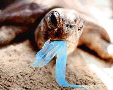 turtle-plastico-azul1
