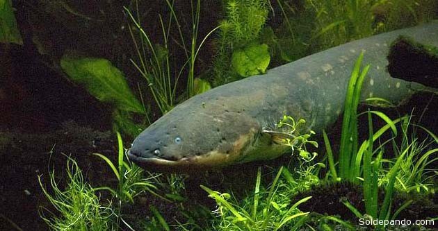 El llamado "pez gato" que habita en el fondo de los ríos amazónicos. Una anguila eléctrica capaz de generar 600 voltios. | Foto Jason Gallant