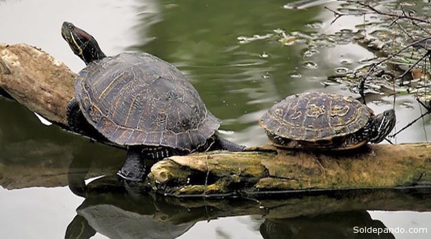 se trata de una tortuga de tamaño medio. Las hembras son más grandes que los machos (50 centímetros versus 33,5 de longitud del espaldar respectivamente), y un peso aproximada de 9-12 kilogramos.