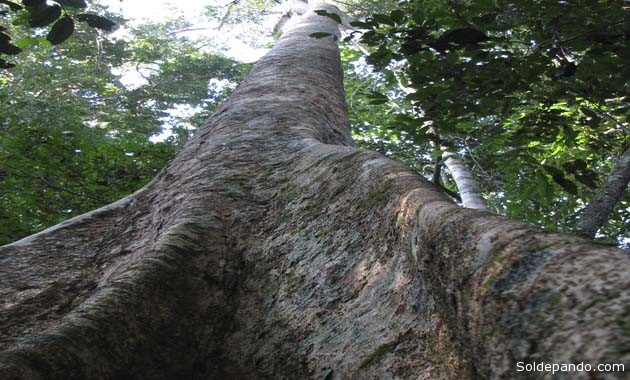 Las especies de árboles grandes, catalogados como "hiperdominantes", almacenan y producen más biomasa que las especies de menor tamaño. | Foto Roel Brienen