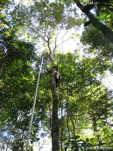 La investigación desarrollada en 35 hectáreas permitió identificar aproximadamente 1.000 especies de árboles. | Foto: V. Vos