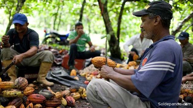 “La expansión del cacao en Sudamérica representa una oportunidad importante para lograr una restauración forestal impulsada por la agricultura".