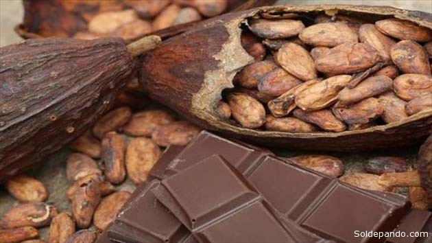 Comer chocolate es una experiencia placentera para muchos, pero la gran demanda del cacao y la recesión africana de este producto empuja a las transnacionales hacia los bosques de la Amazonia con cultivos agrícolas que destruyen el bosque.